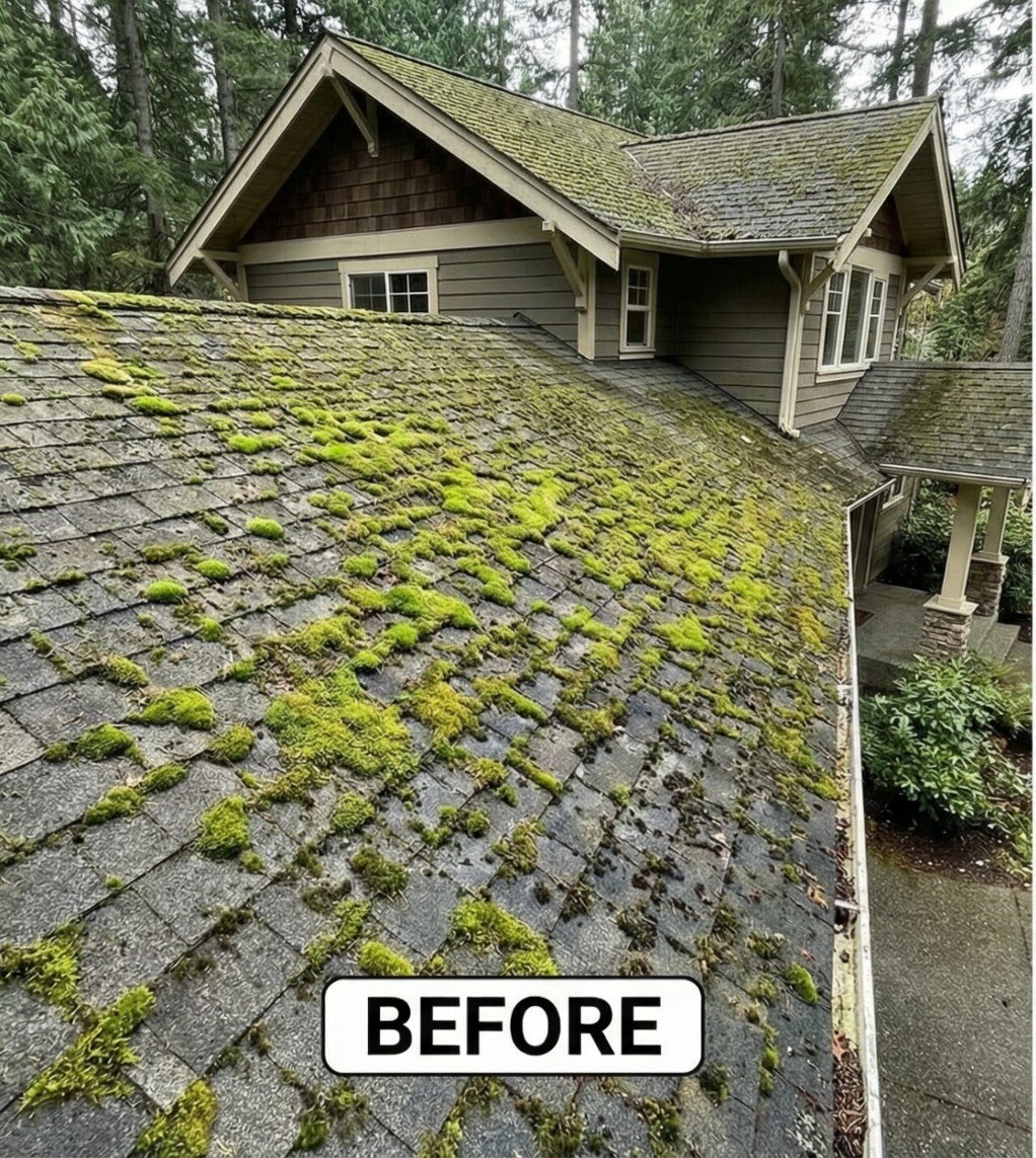 Roof covered with moss before cleaning